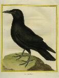 Common Raven-Georges-Louis Buffon-Giclee Print