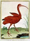 Histoire Naturelle Des Oiseaux - Le Courly Rouge-Georges-Louis Buffon-Giclee Print