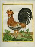 Silver Pheasant-Georges-Louis Buffon-Giclee Print
