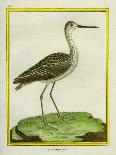 Marbled Godwit-Georges-Louis Buffon-Giclee Print