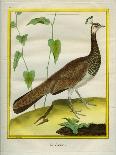 Peahen-Georges-Louis Buffon-Giclee Print