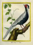 Histoire Naturelle Des Oiseaux - Le Courly Rouge-Georges-Louis Buffon-Giclee Print