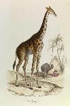 The Giraffe, 'Quadrupeds', from De Buffon-Georges-Louis Leclerc-Framed Art Print