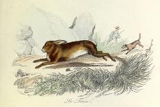 The Lion, 'Quadrupeds', from De Buffon-Georges-Louis Leclerc-Framed Art Print