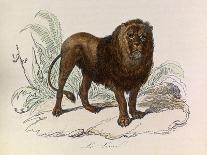 The Lion, 'Quadrupeds', from De Buffon-Georges-Louis Leclerc-Framed Art Print