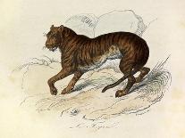 The Tiger, 'Quadrupeds', from De Buffon-Georges-Louis Leclerc-Framed Art Print
