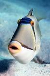 Arabian Picasso Triggerfish-Georgette Douwma-Framed Photographic Print