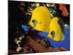Premium Photographic Print