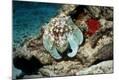 Photographic Print