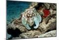 Photographic Print