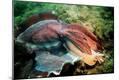 Photographic Print