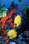 School of Butterfly Fish Swimming on the Seabed-Georgette Douwma-Photographic Print