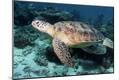 Premium Photographic Print