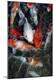 Premium Photographic Print