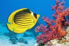 Red Sea Racoon Butterflyfish-Georgette Douwma-Photographic Print