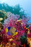 Kaleidoscopic image of Bubble tip anemone, Raja Ampat, West Papua, Indonesia-Georgette Douwma-Photographic Print