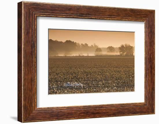 Georgia, Americus, Cotton Field at Dawn-Walter Bibikow-Framed Photographic Print