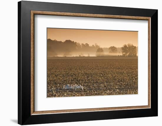 Georgia, Americus, Cotton Field at Dawn-Walter Bibikow-Framed Photographic Print