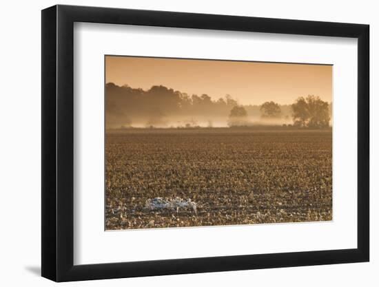 Georgia, Americus, Cotton Field at Dawn-Walter Bibikow-Framed Photographic Print