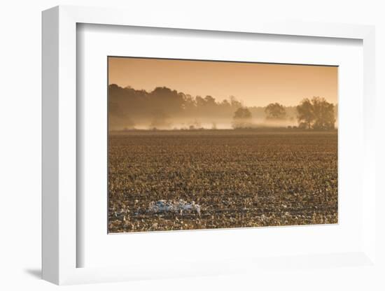 Georgia, Americus, Cotton Field at Dawn-Walter Bibikow-Framed Photographic Print