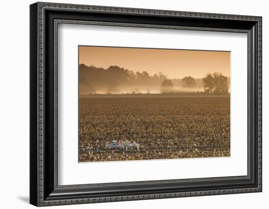 Georgia, Americus, Cotton Field at Dawn-Walter Bibikow-Framed Photographic Print