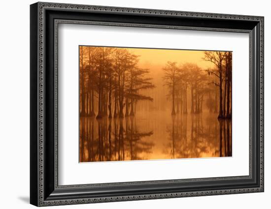 Georgia, Autumn, Cypress Trees in the Fog at George Smith State Park-Joanne Wells-Framed Photographic Print