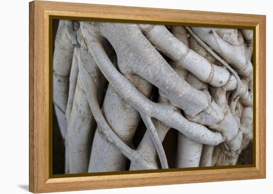 Georgia, Batumi. A Close-Up of Folded Grown Branches-Alida Latham-Framed Premier Image Canvas