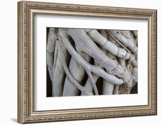 Georgia, Batumi. A Close-Up of Folded Grown Branches-Alida Latham-Framed Photographic Print