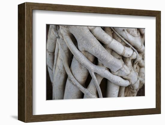 Georgia, Batumi. A Close-Up of Folded Grown Branches-Alida Latham-Framed Photographic Print