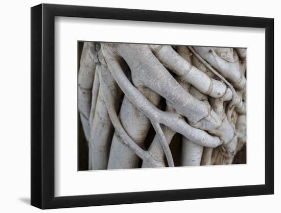 Georgia, Batumi. A Close-Up of Folded Grown Branches-Alida Latham-Framed Photographic Print