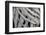 Georgia, Batumi. A Close-Up of Folded Grown Branches-Alida Latham-Framed Photographic Print