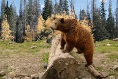 Grizzly Bear Climbing over Old Log in Autumn Woods-Georgia Evans-Photographic Print