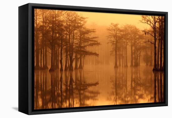 Georgia, Fall Cypress Trees in the Fog at George Smith State Park-Joanne Wells-Framed Premier Image Canvas