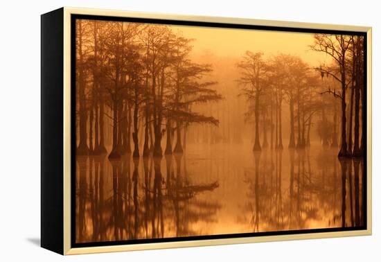 Georgia, Fall Cypress Trees in the Fog at George Smith State Park-Joanne Wells-Framed Premier Image Canvas