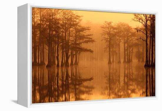 Georgia, Fall Cypress Trees in the Fog at George Smith State Park-Joanne Wells-Framed Premier Image Canvas