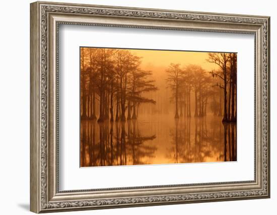 Georgia, Fall Cypress Trees in the Fog at George Smith State Park-Joanne Wells-Framed Photographic Print