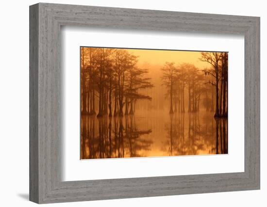 Georgia, Fall Cypress Trees in the Fog at George Smith State Park-Joanne Wells-Framed Photographic Print