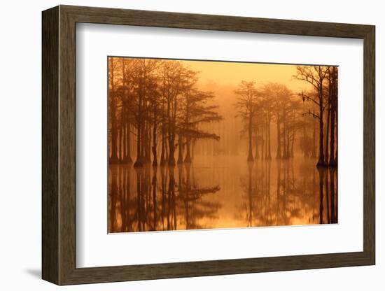 Georgia, Fall Cypress Trees in the Fog at George Smith State Park-Joanne Wells-Framed Photographic Print