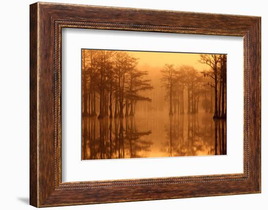 Georgia, Fall Cypress Trees in the Fog at George Smith State Park-Joanne Wells-Framed Photographic Print