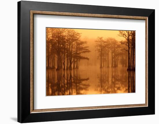 Georgia, Fall Cypress Trees in the Fog at George Smith State Park-Joanne Wells-Framed Photographic Print