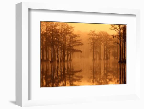 Georgia, Fall Cypress Trees in the Fog at George Smith State Park-Joanne Wells-Framed Photographic Print