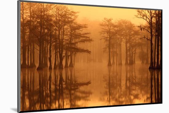 Georgia, Fall Cypress Trees in the Fog at George Smith State Park-Joanne Wells-Mounted Photographic Print