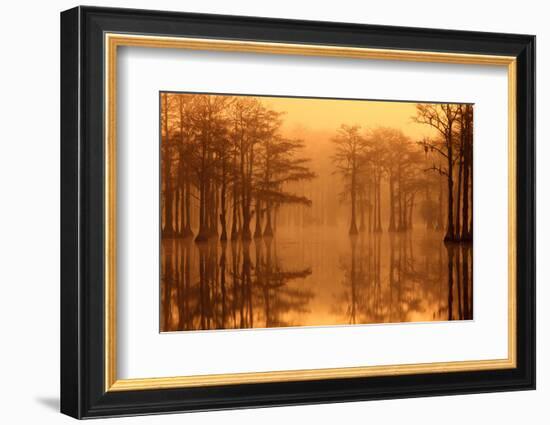 Georgia, Fall Cypress Trees in the Fog at George Smith State Park-Joanne Wells-Framed Photographic Print