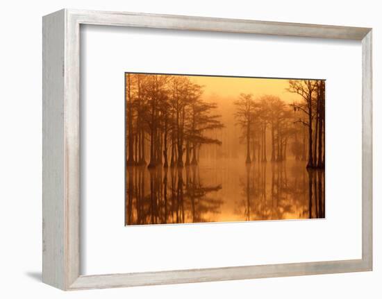 Georgia, Fall Cypress Trees in the Fog at George Smith State Park-Joanne Wells-Framed Photographic Print