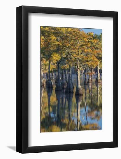 Georgia, George L. Smith State Park, Pond Cyprus in Early Morning Light-Judith Zimmerman-Framed Photographic Print