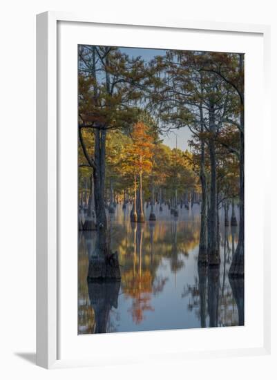 Georgia, George L. Smith State Park, Pond Cyprus in Early Morning Light-Judith Zimmerman-Framed Photographic Print