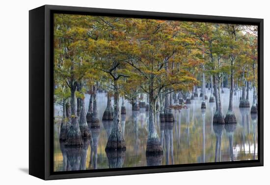 Georgia, George L. Smith State Park, Pond Cyprus in Early Morning Light-Judith Zimmerman-Framed Premier Image Canvas