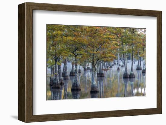 Georgia, George L. Smith State Park, Pond Cyprus in Early Morning Light-Judith Zimmerman-Framed Photographic Print