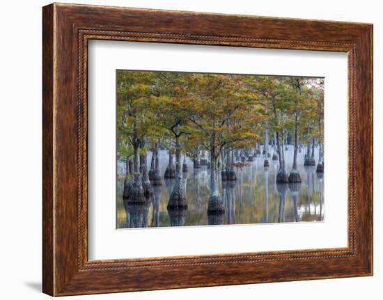 Georgia, George L. Smith State Park, Pond Cyprus in Early Morning Light-Judith Zimmerman-Framed Photographic Print