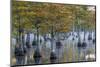 Georgia, George L. Smith State Park, Pond Cyprus in Early Morning Light-Judith Zimmerman-Mounted Photographic Print